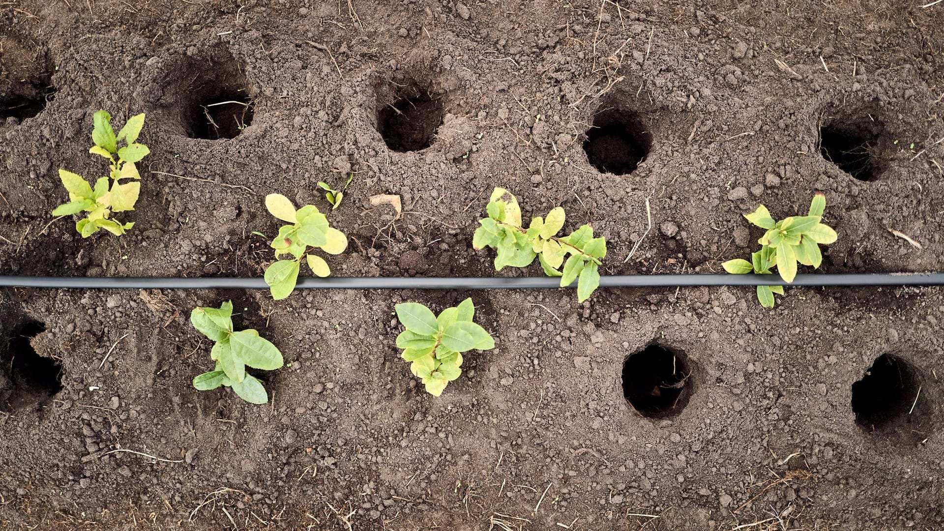 Globaler Matcha-Boom sorgt für Engpässe Globaler Matcha-Boom sorgt für Engpässe