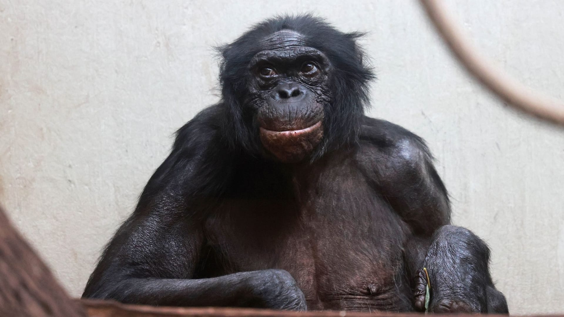 Hochbetagter Bonobo «Mato» im Wuppertaler Zoo gestorben