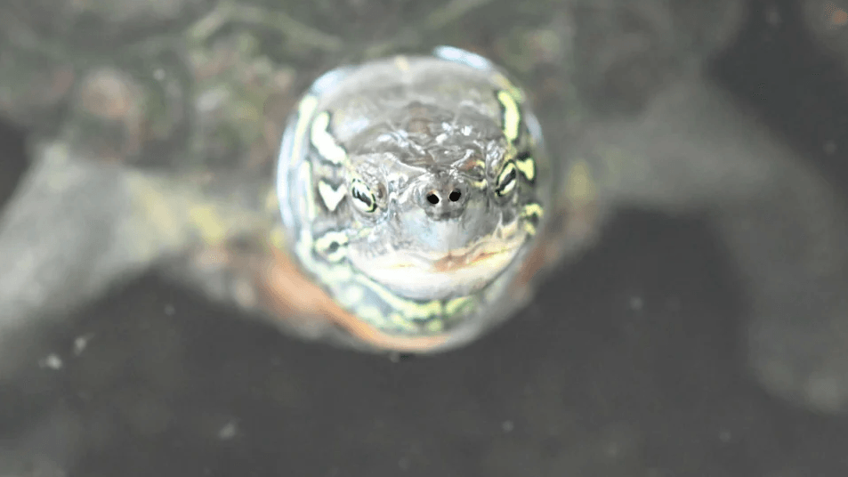 Nichts für Anfänger: Platschi braucht einen 1,50 Meter tiefen Teich, informiert der Tierschutz Berlin. Nichts für Anfänger: Platschi braucht einen 1,50 Meter tiefen Teich, informiert der Tierschutz Berlin.
