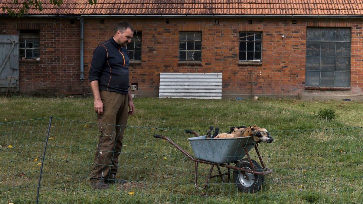 Volk domnevno ubil ovce v Hamburgu, preiskava DNK še poteka