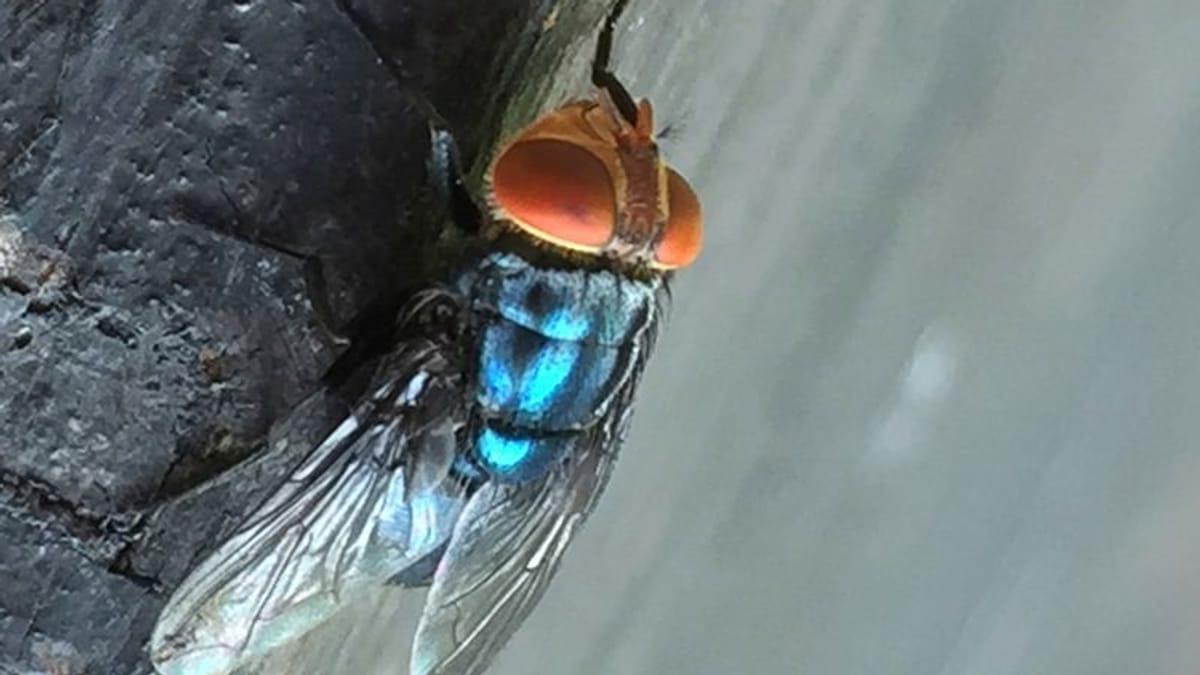 ZDA se bojijo vrnitve vijoličnega črva, ki ogroža živino