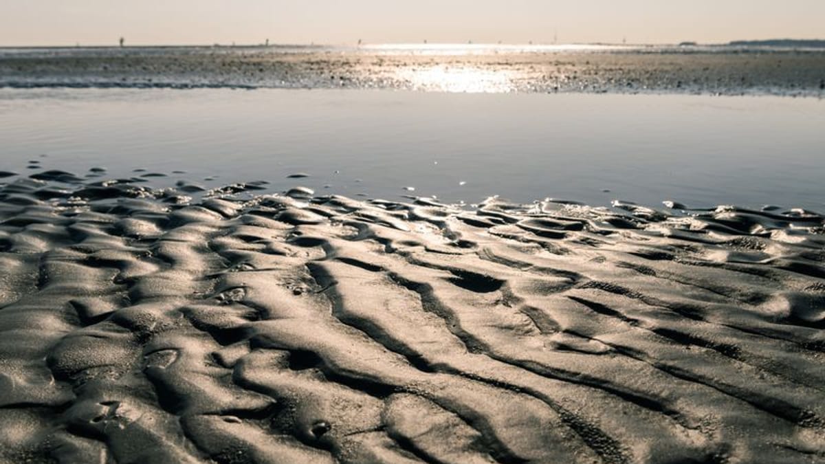Wattenmeer in Gefahr: Forscher warnen vor Artenverlust durch Klimawandel
