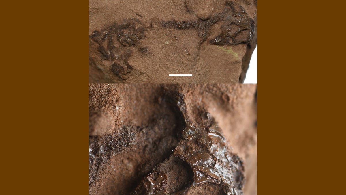 Sansasyonel keşif-kirli iskelet 242 milyon yaşında