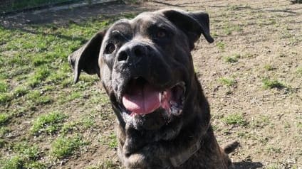 Hund Max aus dem Tierheim Dresden Hund Max aus dem Tierheim Dresden