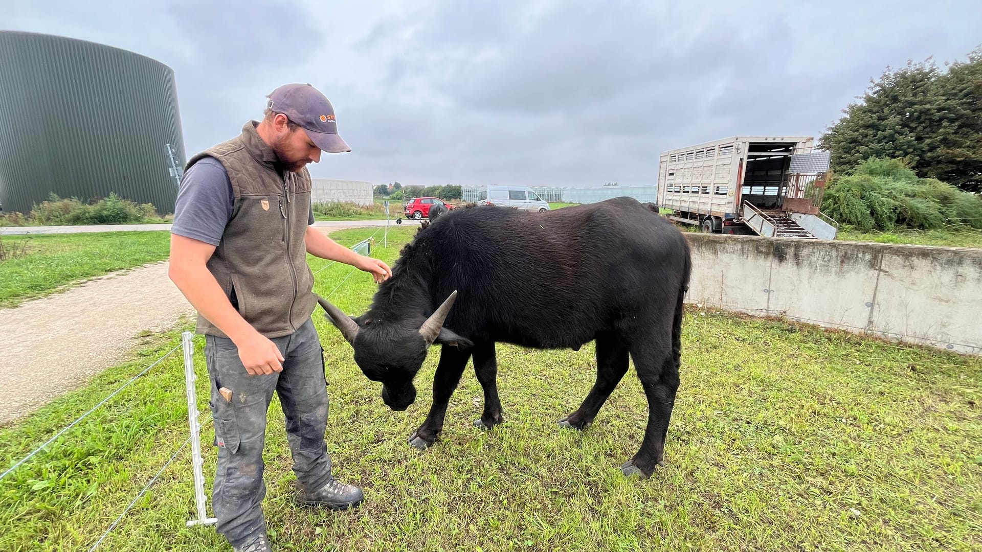 Franz Fleischmann zieht mit seiner Wasserbüffel-Herde durch die Region.