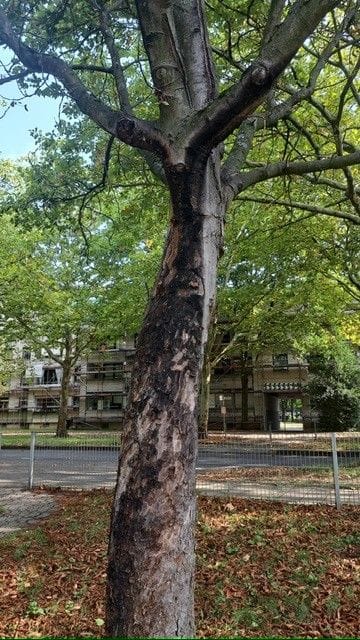 Dieses Foto stellte die Stadt t-online zur Verfügung. Laut einer Sprecherin kommt es immer wieder zum sogenannten Baumfrevel im Stadtgebiet. Dieses Foto stellte die Stadt t-online zur Verfügung. Laut einer Sprecherin kommt es immer wieder zum sogenannten Baumfrevel im Stadtgebiet.
