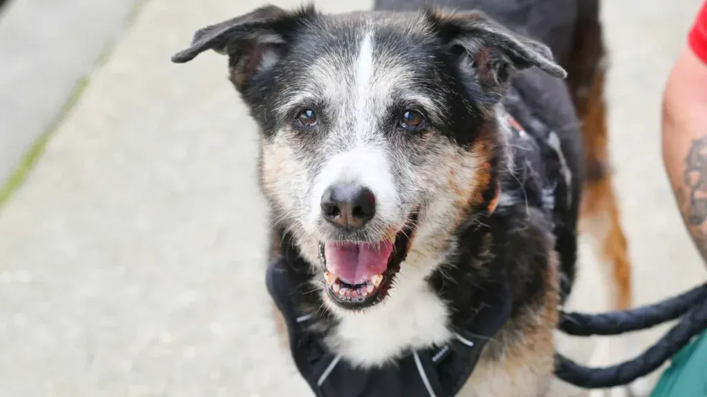 Hund Rex aus dem Tierheim Berlin