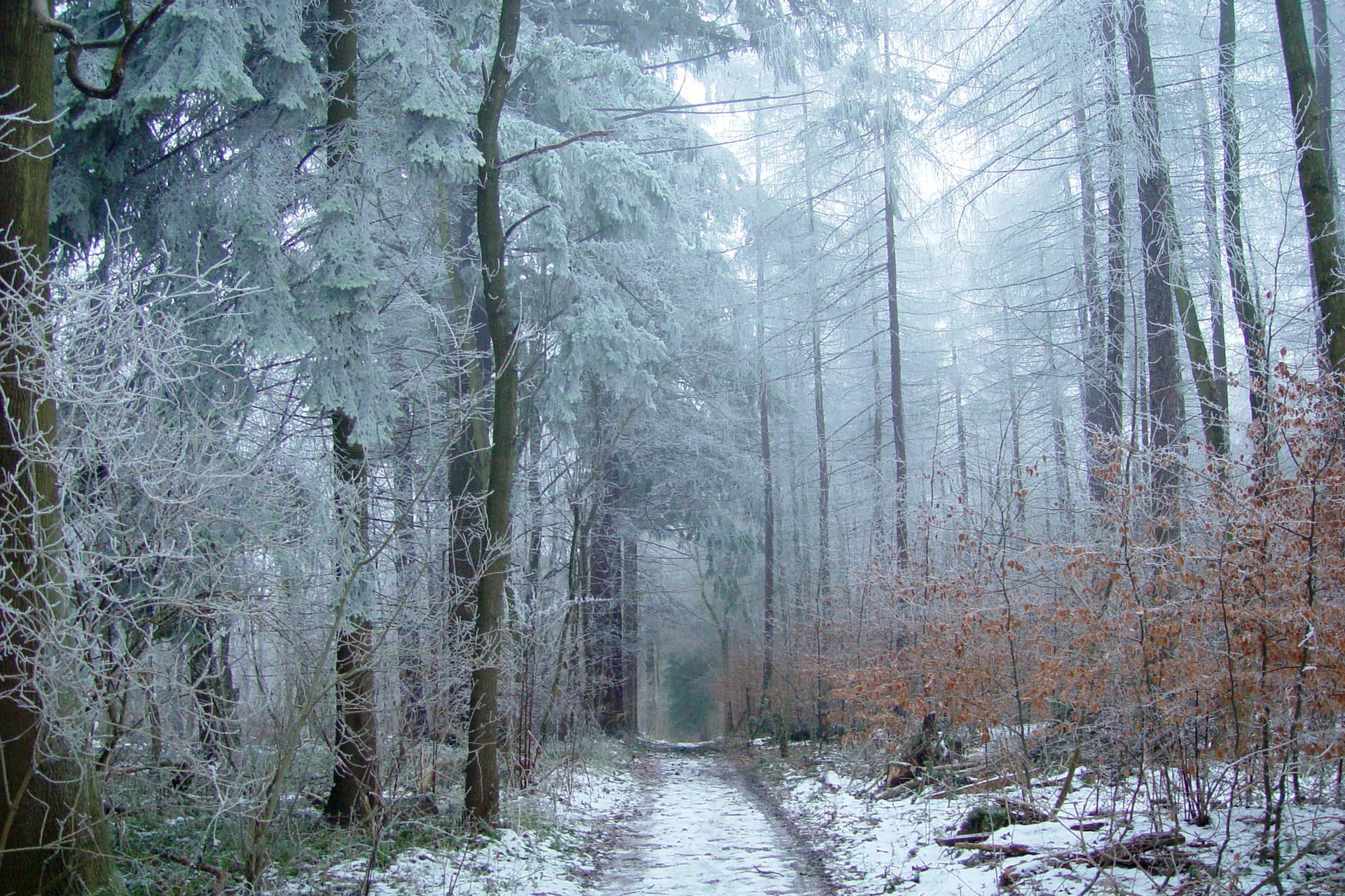 Der Elm im Schnee: Selbst im Winter ist die Region ein lohnendes Ziel (Archivbild). Der Elm im Schnee: Selbst im Winter ist die Region ein lohnendes Ziel (Archivbild).