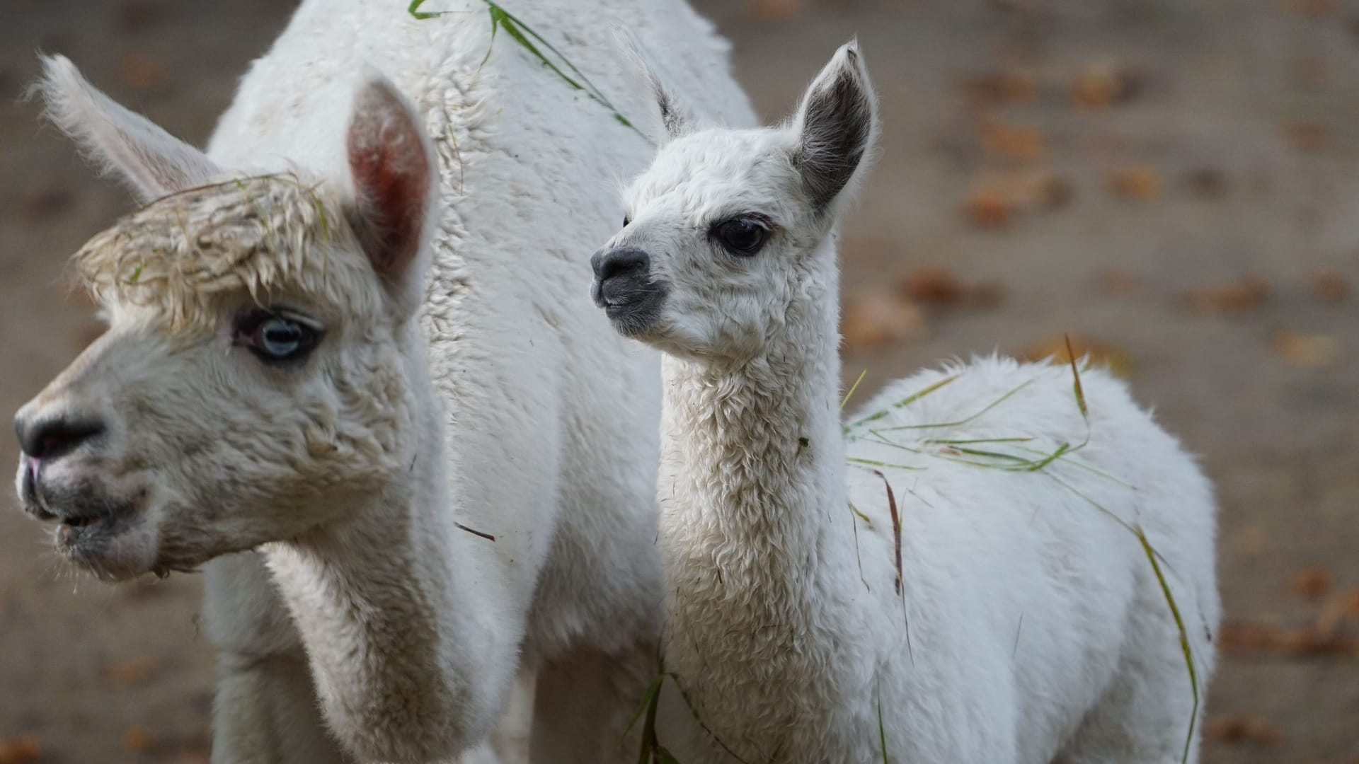 Alpaka-Nachwuchs im Tierpark Hagenbeck Alpaka-Nachwuchs im Tierpark Hagenbeck