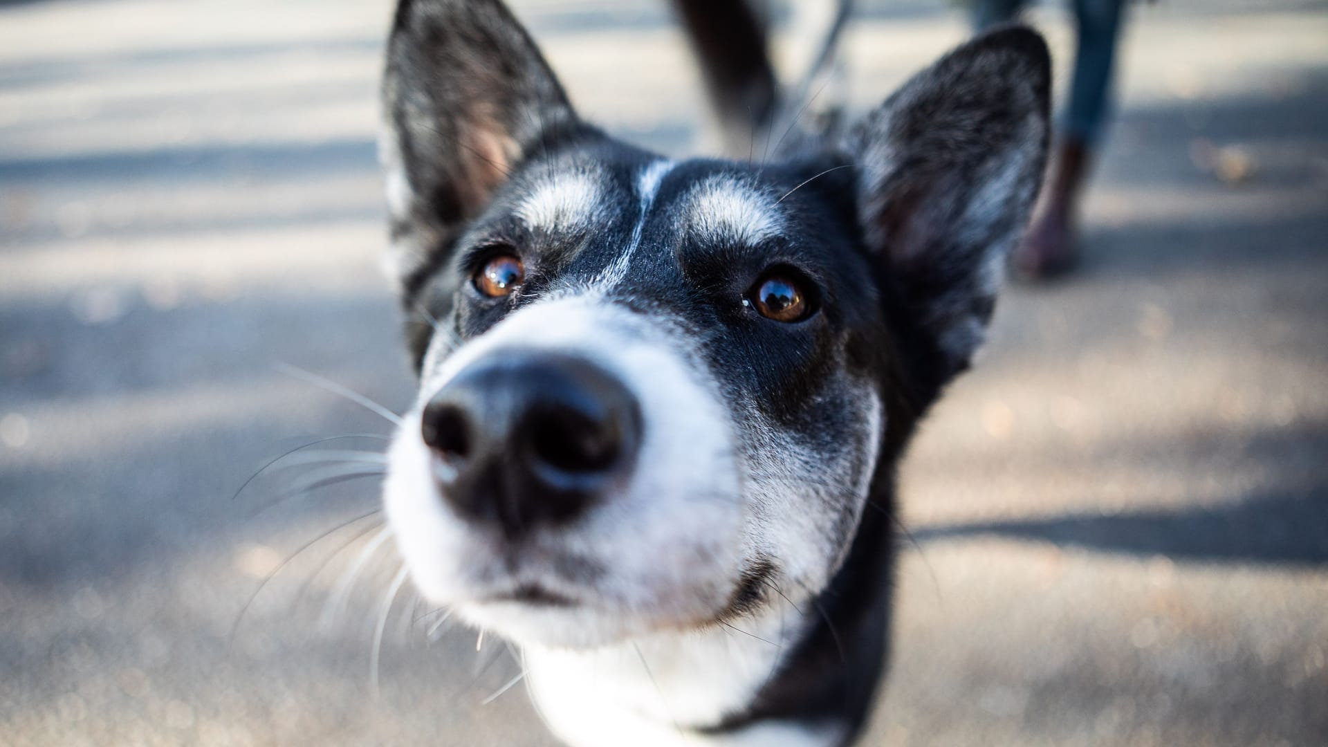 Ein Husky-Mischling (Symbolbild): Hündin Ewa lebt seit Mitte September im Tierheim Wunstorf. Ein Husky-Mischling (Symbolbild): Hündin Ewa lebt seit Mitte September im Tierheim Wunstorf.
