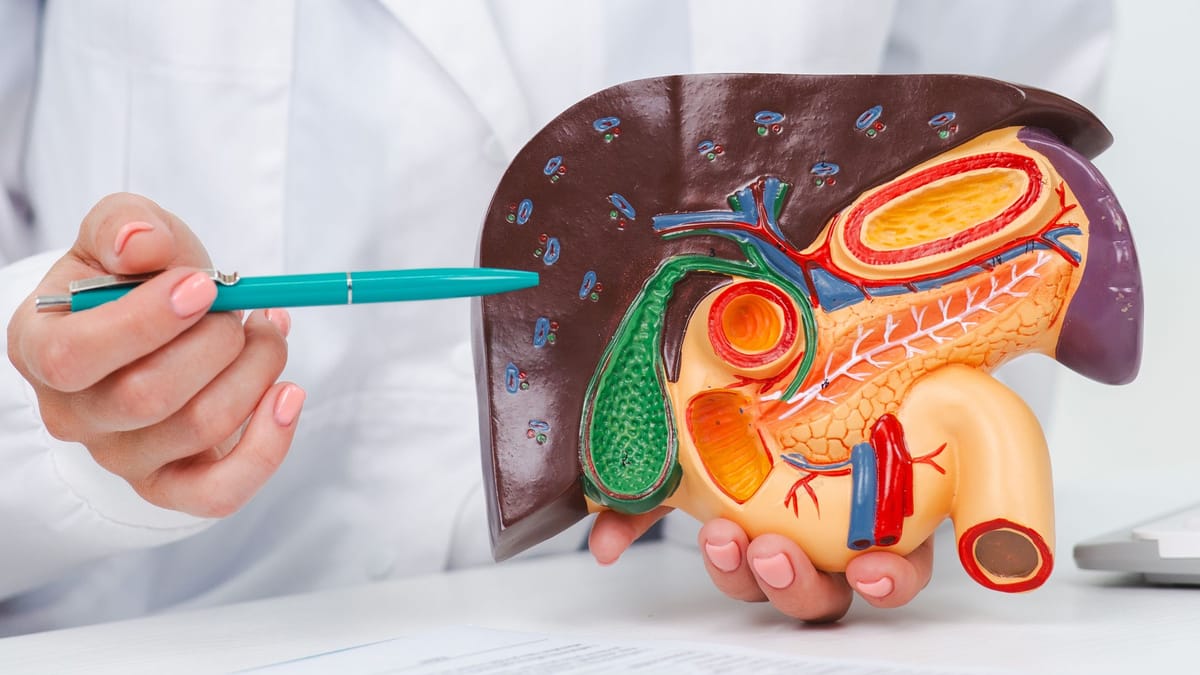 Kranke Bauchspeicheldrüse kann Leberfunktion beeinträchtigen