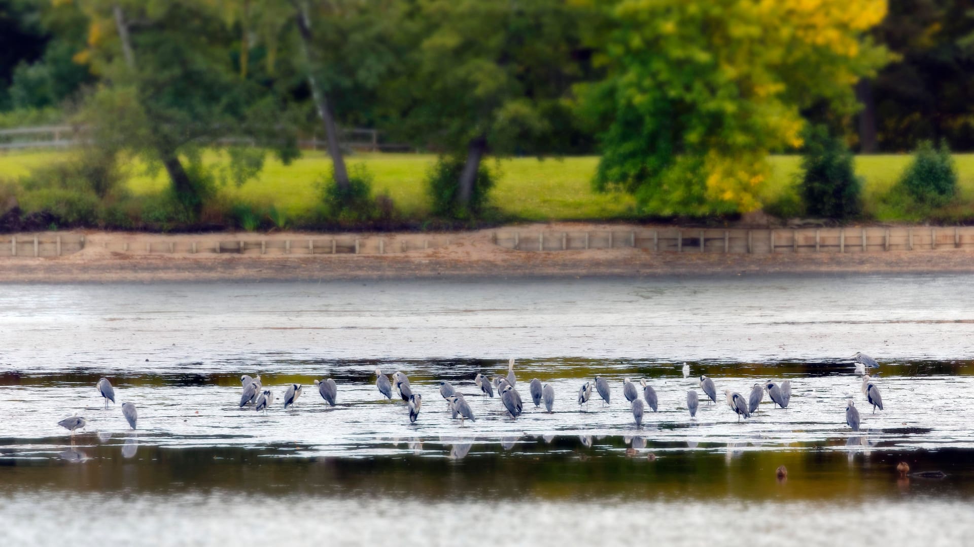 Graureiher lauern im Kleinen Dutzendteich auf Beute (Archivbild): Das Blaualgen-Problem tritt nahezu jedes Jahr auf. Graureiher lauern im Kleinen Dutzendteich auf Beute (Archivbild): Das Blaualgen-Problem tritt nahezu jedes Jahr auf.