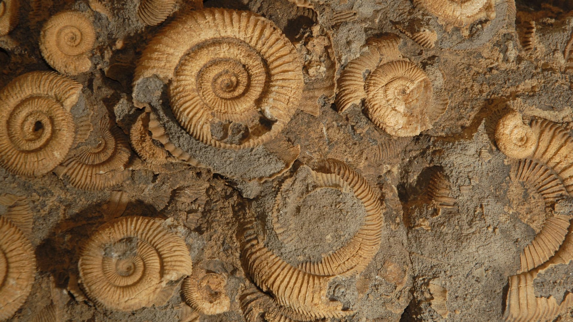 Versteinerte Ammoniten (Symbolfoto): Sie erinnern an eine Zeit, in der große Teile Niedersachsens von einem Meer bedeckt waren.