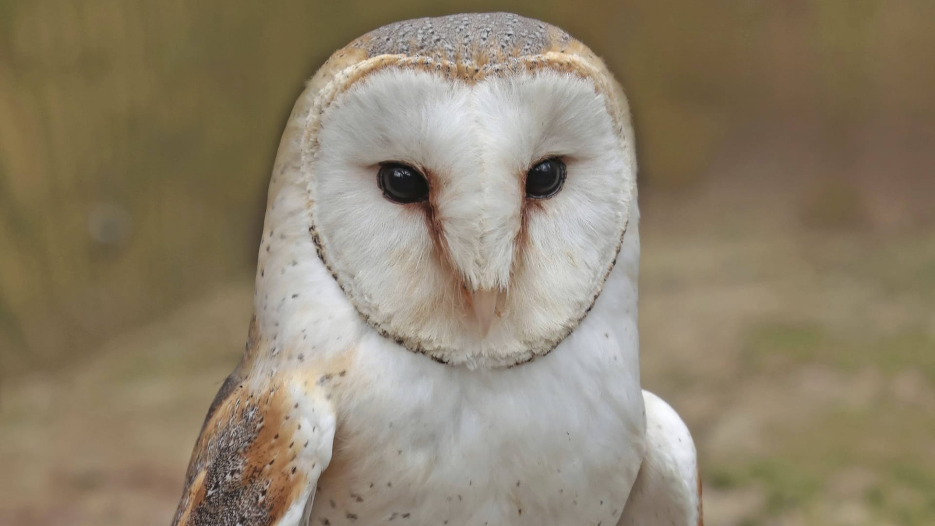 imago images 0818636129 imago images 0818636129