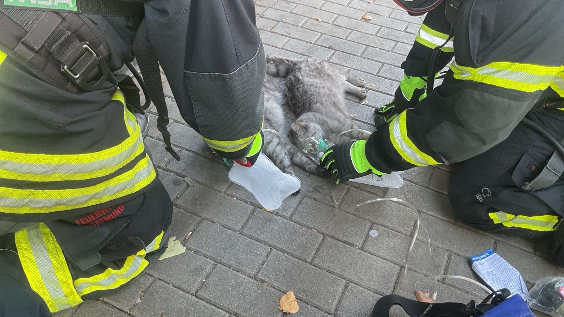 Ein Mensch und zwei Katzen bei Feuer verletzt