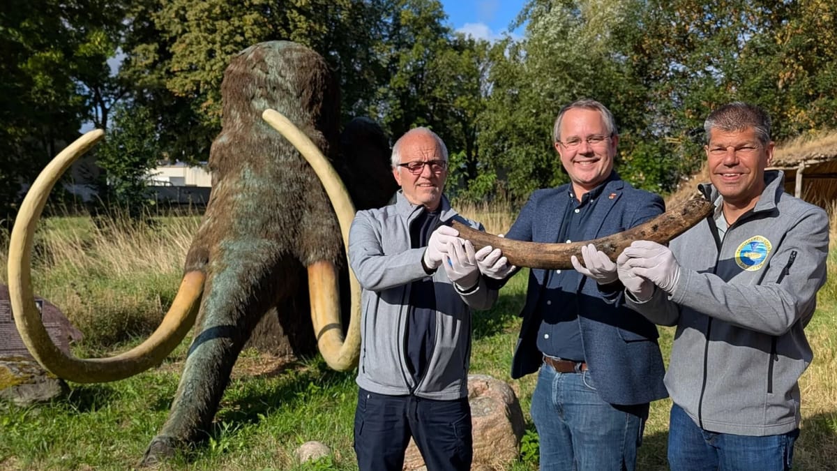 Taucher entdecken Stoßzahn von Mammut Taucher entdecken Stoßzahn von Mammut