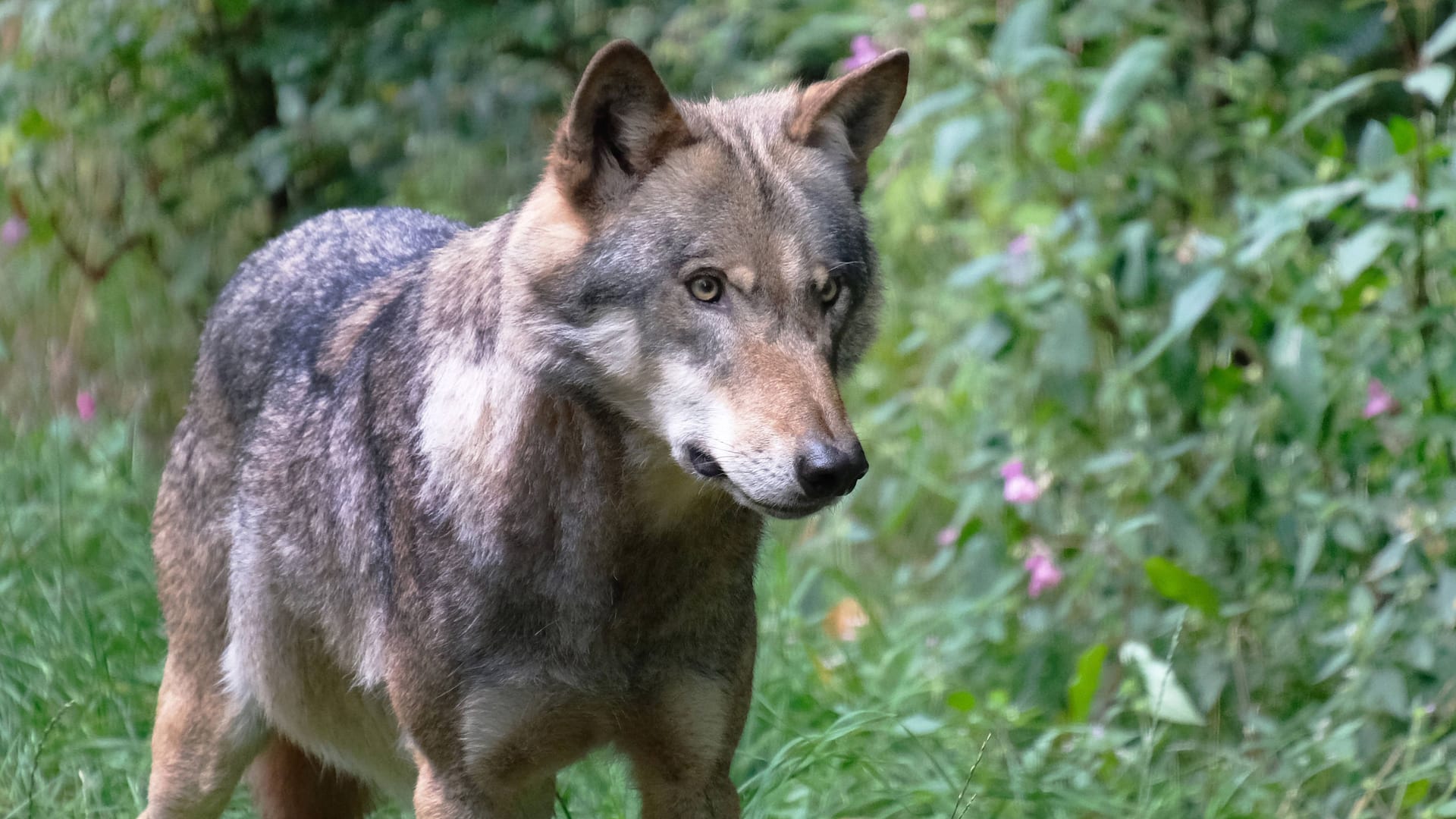 Ein Wolf (Archivbild): Aufnahme ins Jagdrecht? Sachsen fordert vom Bund eine rasche Umsetzung.