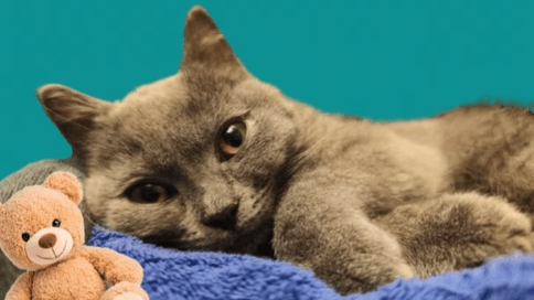 "Kleiner Kämpfer": Eine Collage des Tierheims Köln-Ostheim zeigt den Kater Smokey.