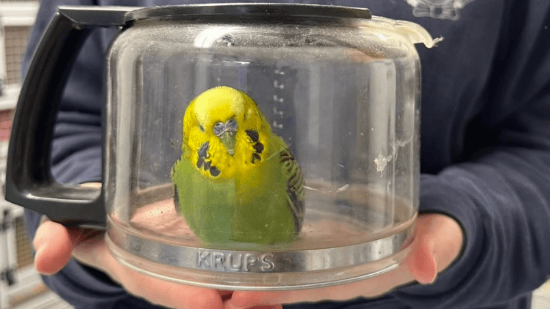 An der Kölner Sporthochschule ist ein Wellensittich gefunden worden: Die Finder brachten in der Not in einer Kaffeekanne. An der Kölner Sporthochschule ist ein Wellensittich gefunden worden: Die Finder brachten in der Not in einer Kaffeekanne.