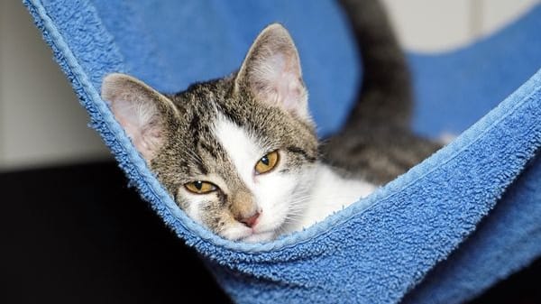 Katzenjunges im Tierheim Feucht: Die Einrichtung ist auf Spenden angewiesen.