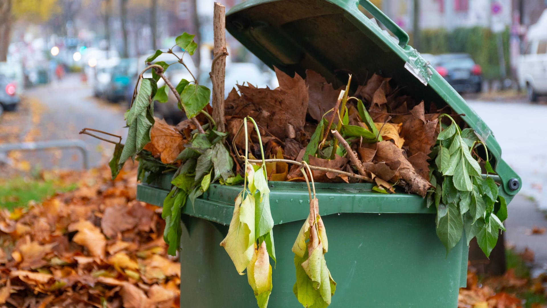 imago 86591993 imago 86591993