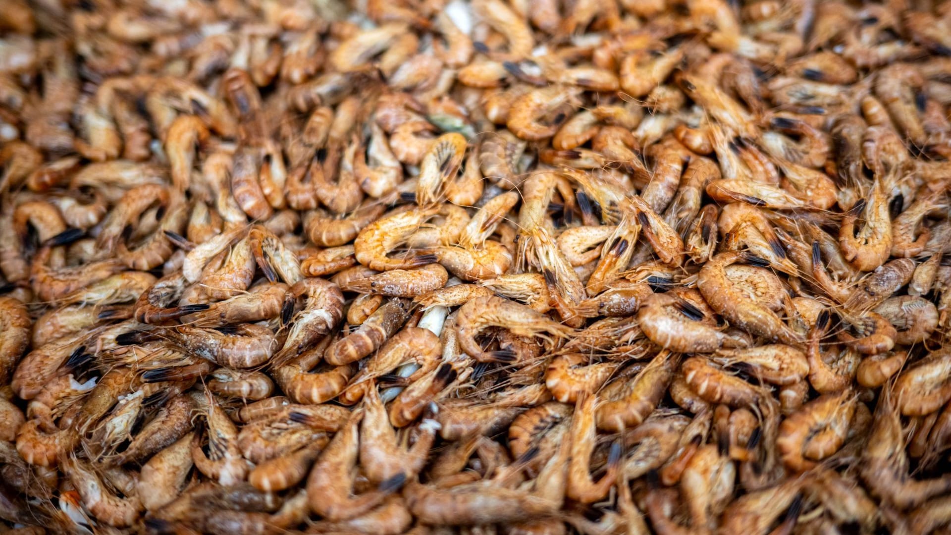 Gekochte Krabben, auch Nordseegarnele genannt: In Hamburg gilt das Tier als regionale Spezialität, entsprechend hoch ist der Pro-Kopf-Verbrauch. Gekochte Krabben, auch Nordseegarnele genannt: In Hamburg gilt das Tier als regionale Spezialität, entsprechend hoch ist der Pro-Kopf-Verbrauch.