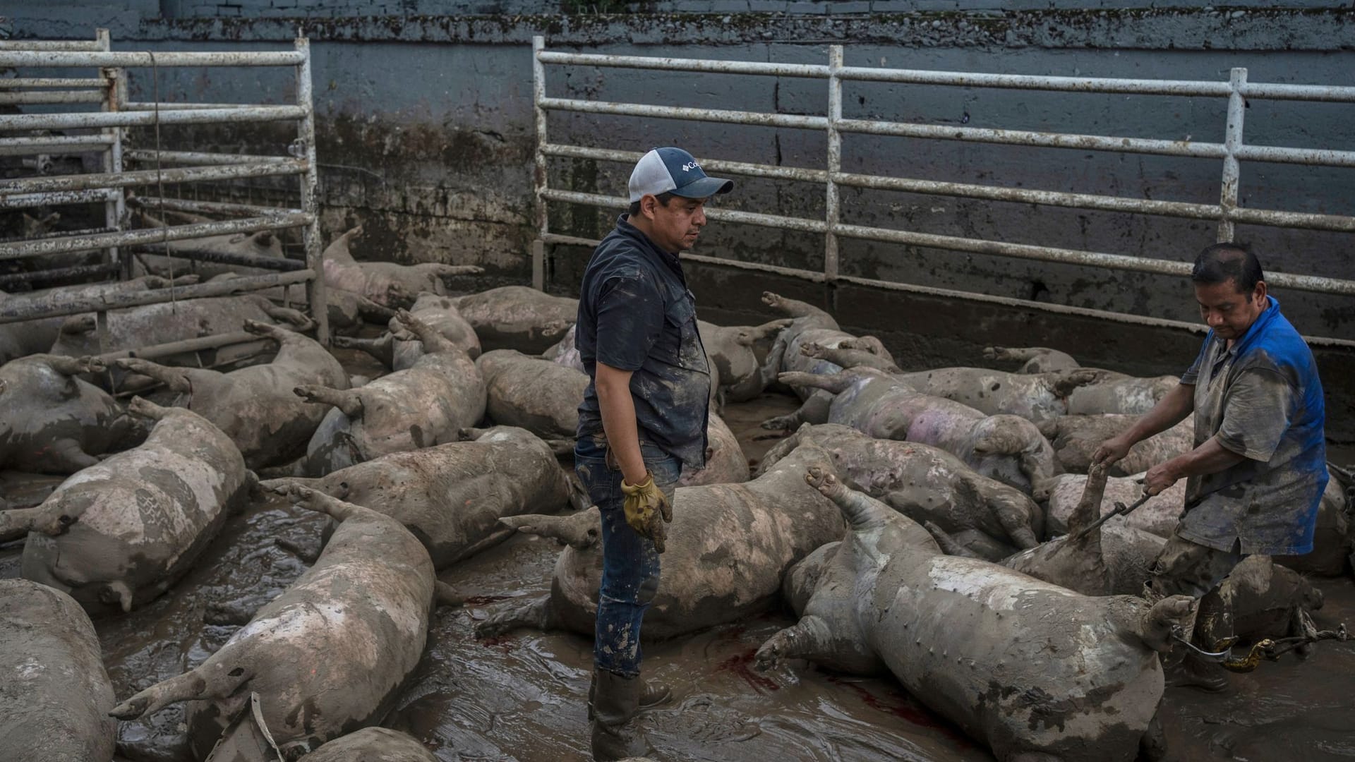 Arbeiter bereiten sich darauf vor, nach heftigen Regenfällen tote Schweine von einem Bauernhof in Poza Rica im mexikanischen Bundesstaat Veracruz zu entfernen.