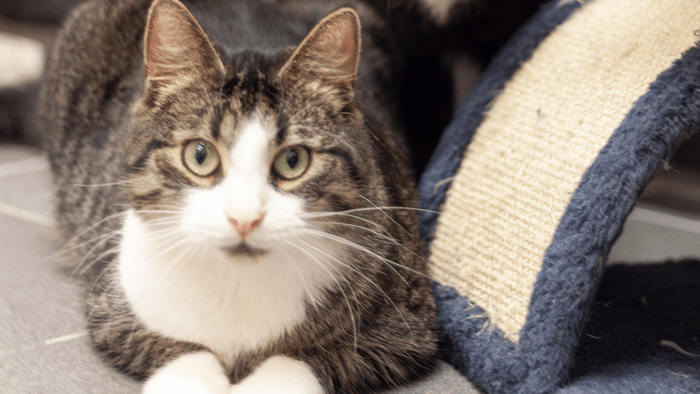 Der getigerte Kater Giseo im Tierheim: Er sucht gemeinsam mit einer anderen Katze nach einem Zuhause.