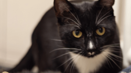 Das Kater-Duo zeigt sich sehr anhänglich: Sie sind für die reine Wohnungshaltung geeignet.