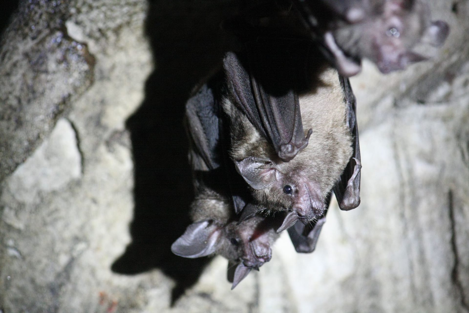 Fledermäuse in der Hängeposition