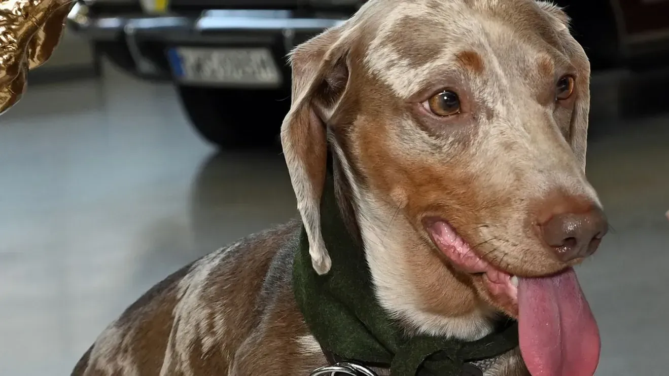 Der Dackel Luitpold: Er iste der erneute Sieger beim Münchner Dackelrennen. Der Dackel Luitpold: Er iste der erneute Sieger beim Münchner Dackelrennen.