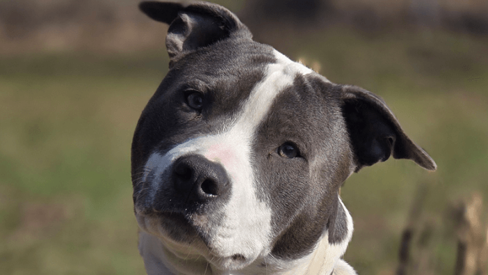 Hund Spooky: Der Rüde ist etwa eineinhalb Jahre alt.