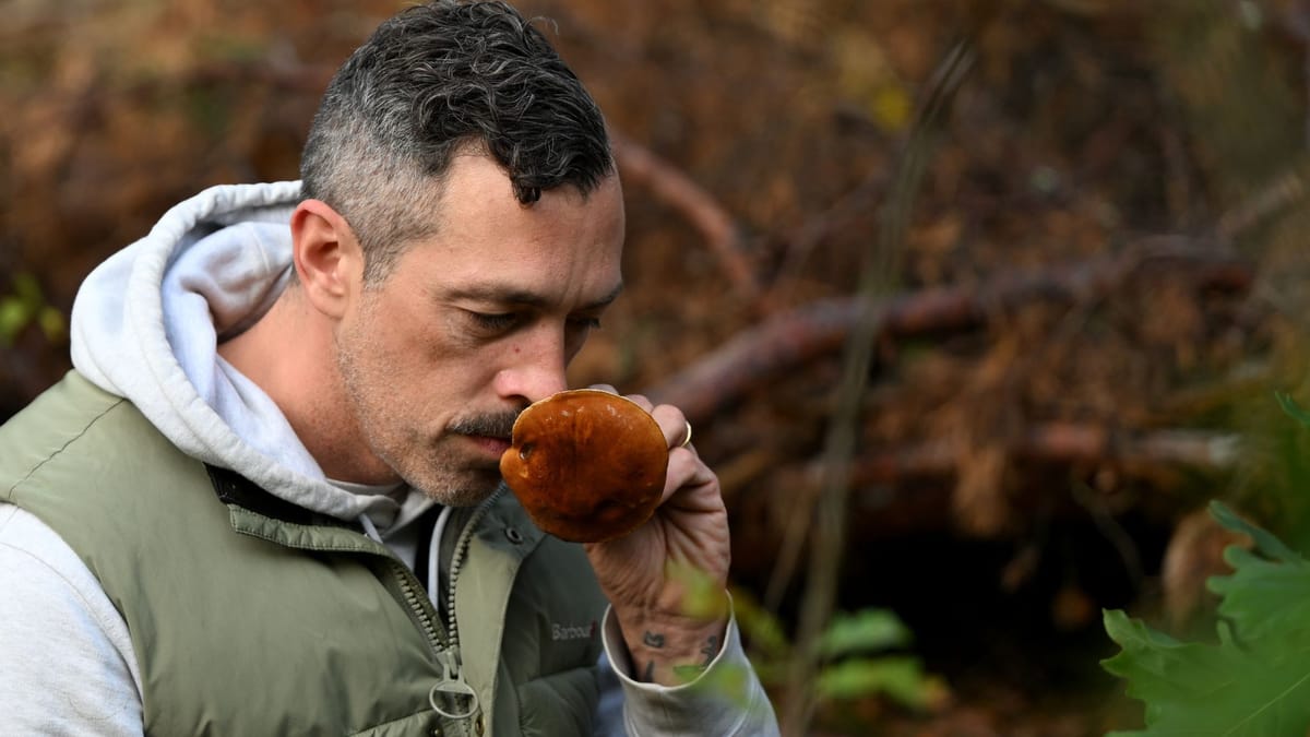 Trendhobby Pilzesammeln: Der Wald als «bullshitfreie Zone»