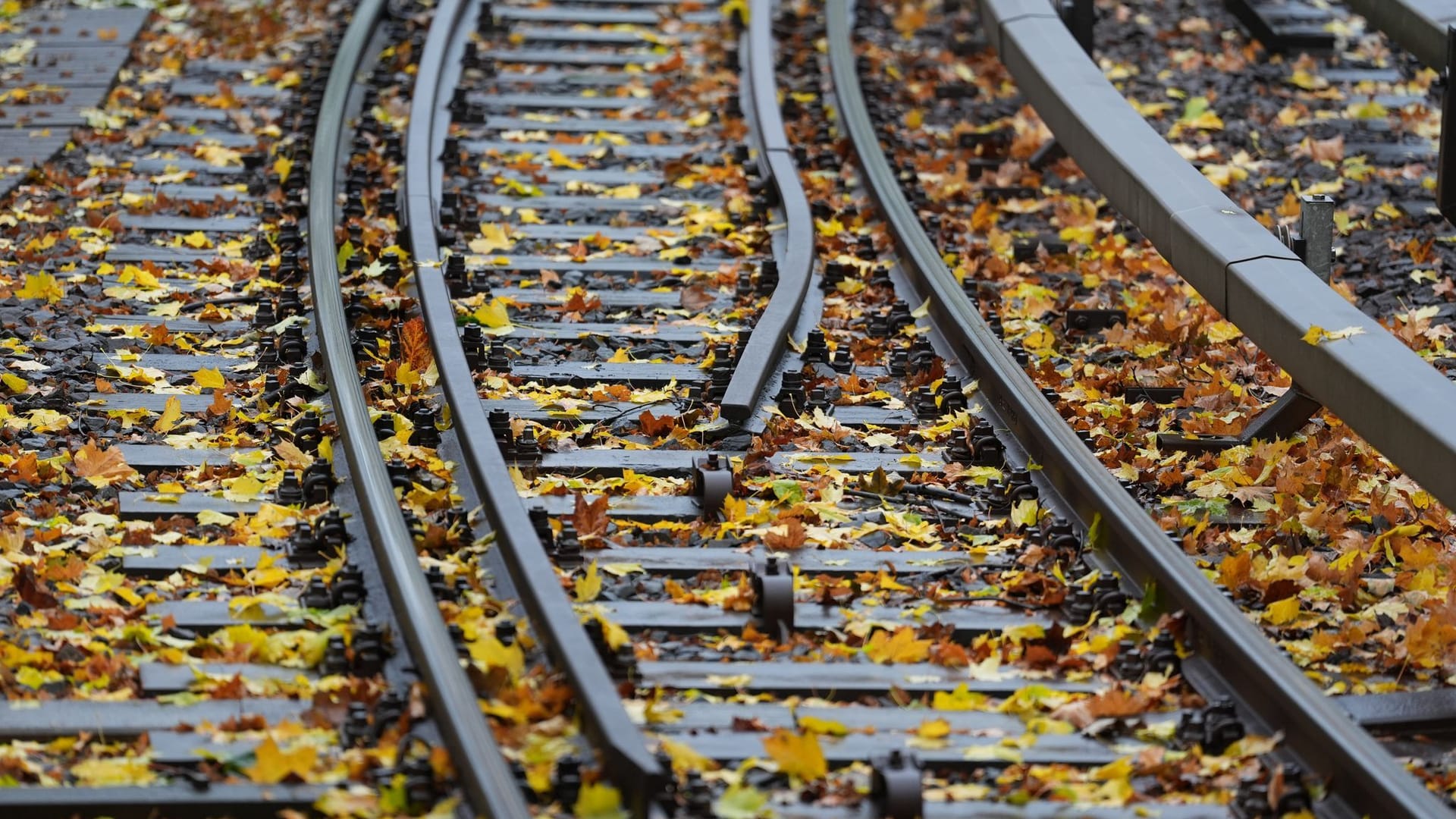 Herbstlaub Herbstlaub