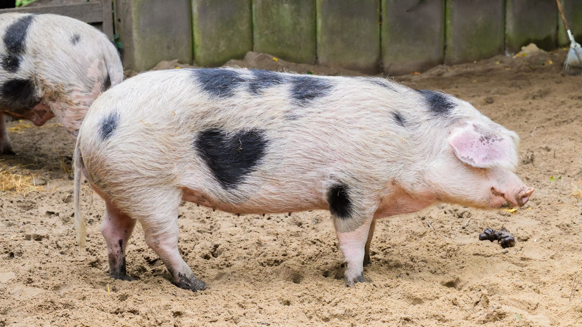 Schwein Wilma im Zoo Hannover: Das Tier wird von seinen Pflegern liebevoll "Herzchen" genannt. Schwein Wilma im Zoo Hannover: Das Tier wird von seinen Pflegern liebevoll "Herzchen" genannt.