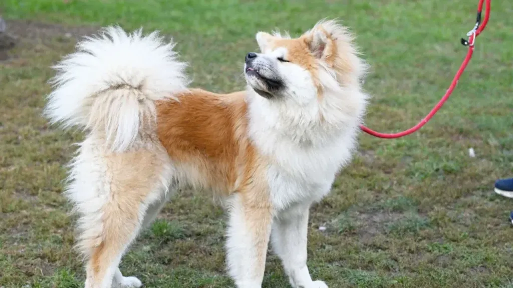 Der wuschelige Rüde Bernie Der wuschelige Rüde Bernie