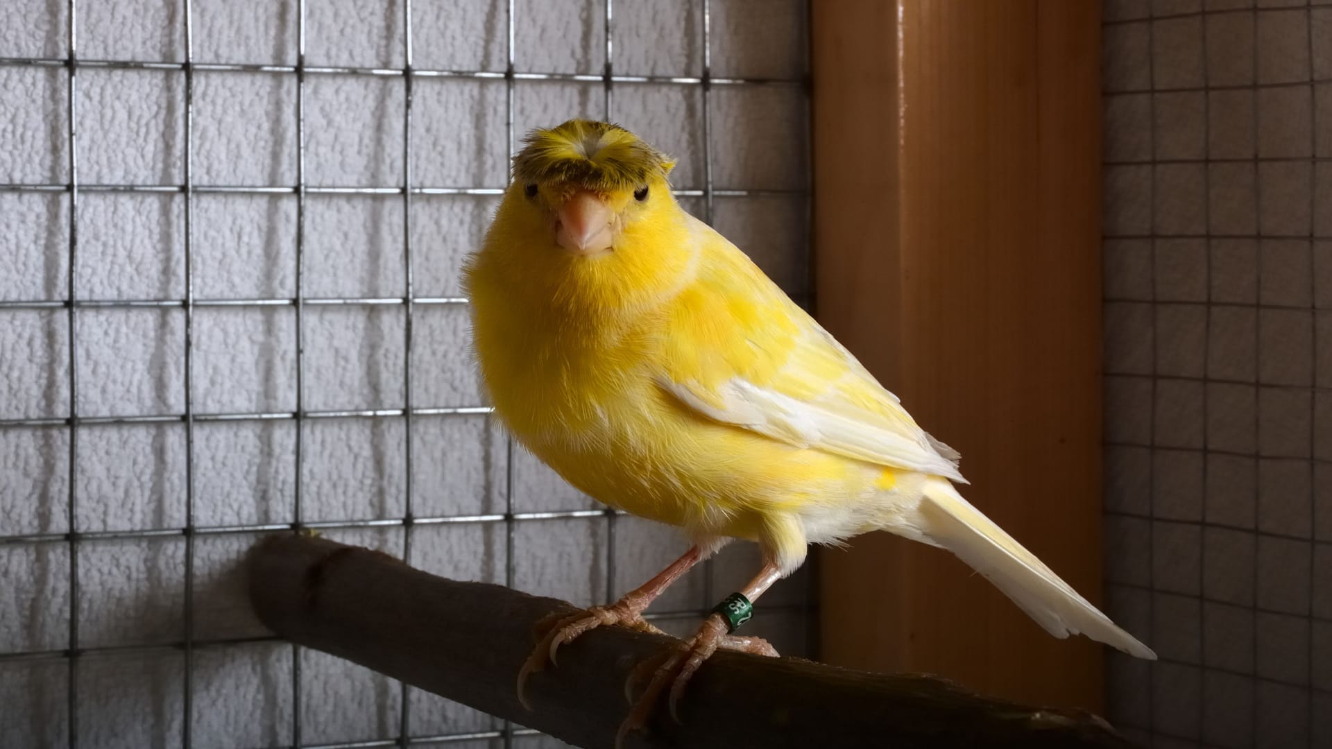 Ein gelber Kanarienvogel (Symbolbild): Tierfreunde können verschiedene Vögel aus dem Tierheim Hannover adoptieren. Ein gelber Kanarienvogel (Symbolbild): Tierfreunde können verschiedene Vögel aus dem Tierheim Hannover adoptieren.
