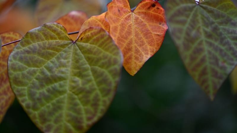 urn:newsml:dpa.com:20090101:251011-935-885810