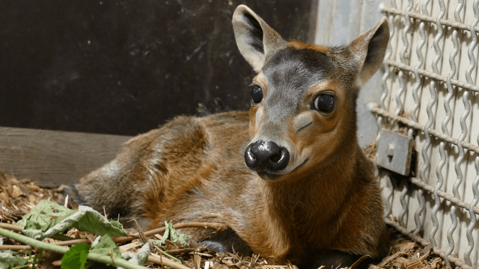 Der kleine Gelbrückenducker: Der kleine Gelbrückenducker: