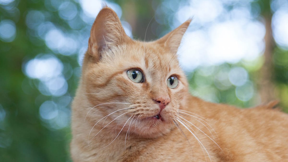 Schwarze Flecken im Gesicht – wann zum Tierarzt?