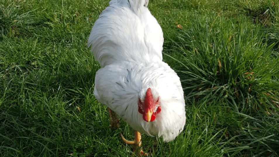 Hahn Walter im Freigehege des Tierheims: Mindestens drei weitere Hühner sollten im neuen Zuhause auf ihn warten. Hahn Walter im Freigehege des Tierheims: Mindestens drei weitere Hühner sollten im neuen Zuhause auf ihn warten.
