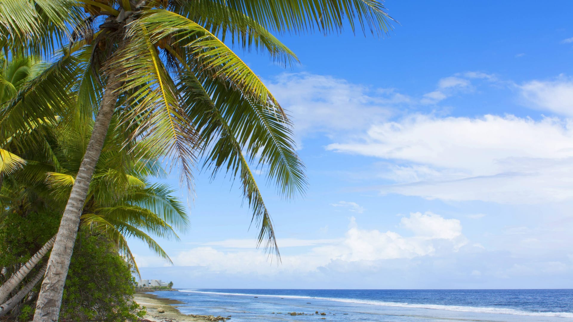Blick auf den Strand einer Insel der Marshallinseln: Auf vielen Atollen des Archipels hat eine Rattenplage das Gleichgewicht des Ökosystems aus dem Gleichgewicht gebracht.
