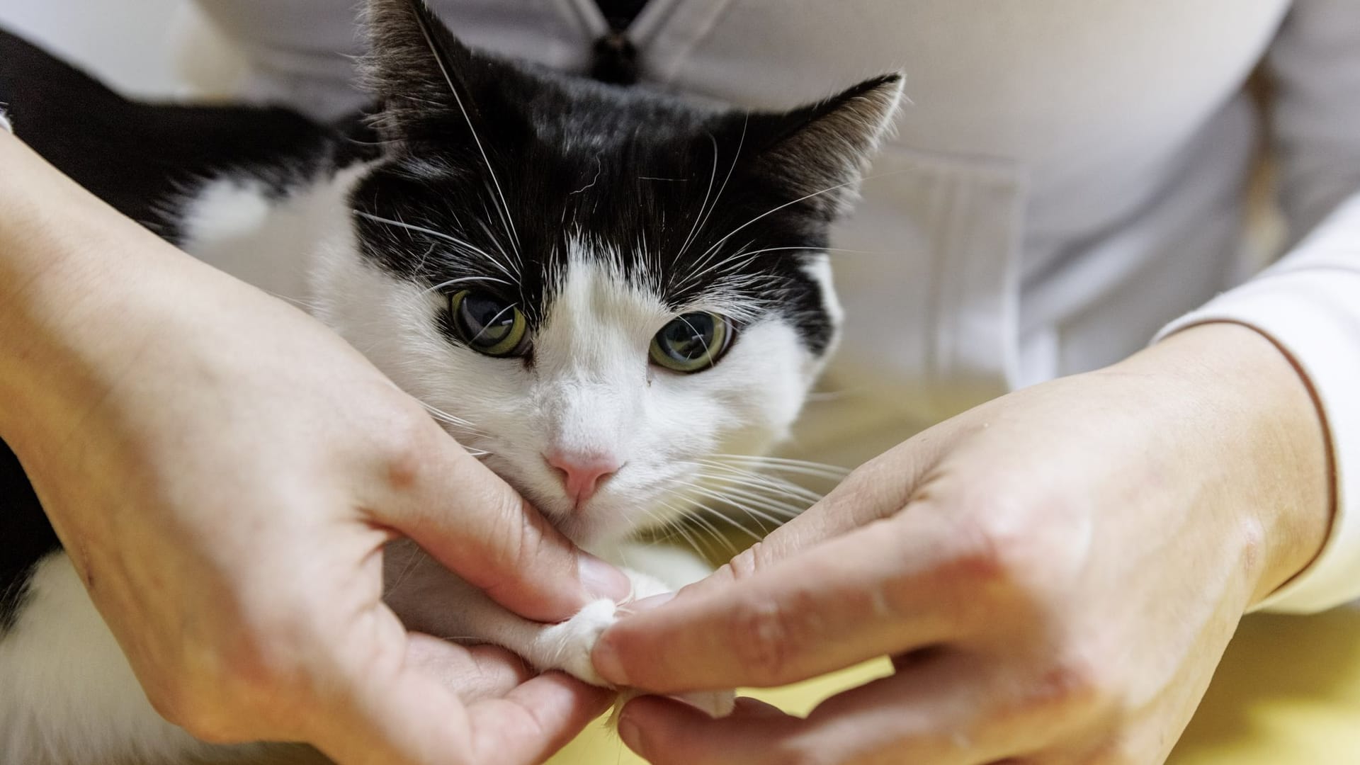 Eine Tierphysiotherapeutin überprüft die Gelenke einer Katze