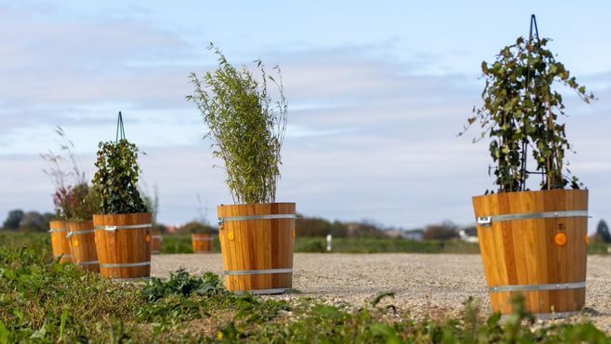 Blumenk-bel-Streit-in-Schwanau-Firmenchef-entfernt-Stra-enhindernis