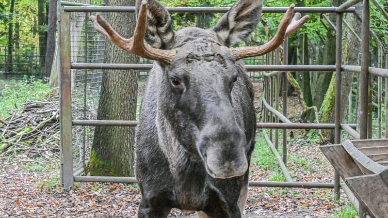Nun ist er wieder im Wildpark Pforzheim: Elch Erwin. Nun ist er wieder im Wildpark Pforzheim: Elch Erwin.