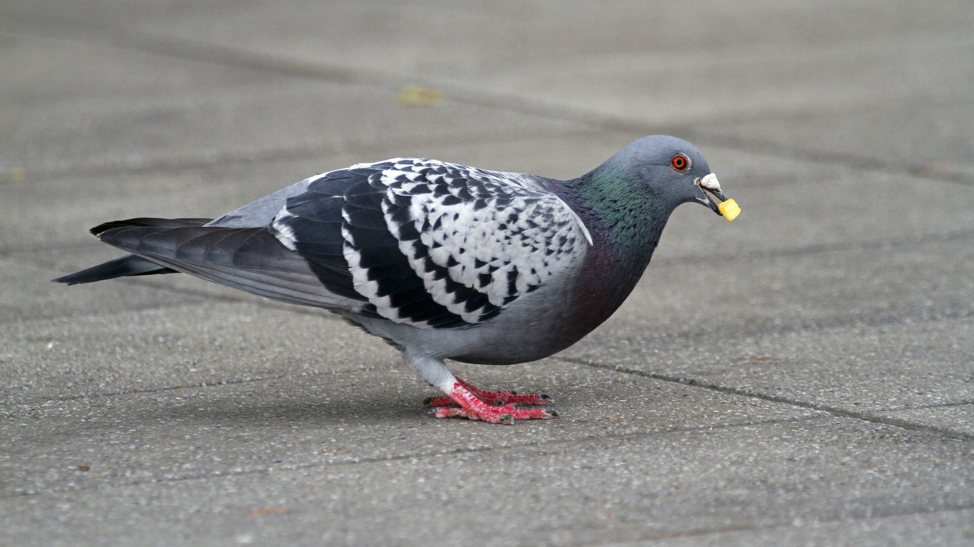 Eine Taube mit Pommes im Schnabel (Symbolbild): Weil sie eine Pommes gefressen hat, hat ein Mann in Oberfranken eine Taube totgetreten. Eine Taube mit Pommes im Schnabel (Symbolbild): Weil sie eine Pommes gefressen hat, hat ein Mann in Oberfranken eine Taube totgetreten.