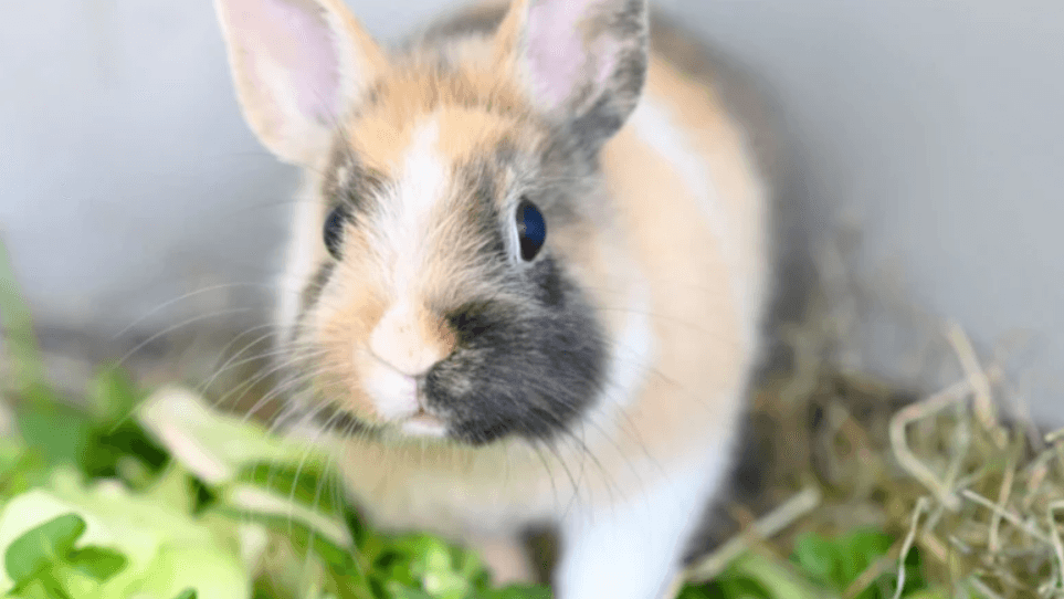 Kaninchenmädchen Kessi im Tierheim: Sie sollte mindestens zweieinhalb Quadratmeter Platz haben.