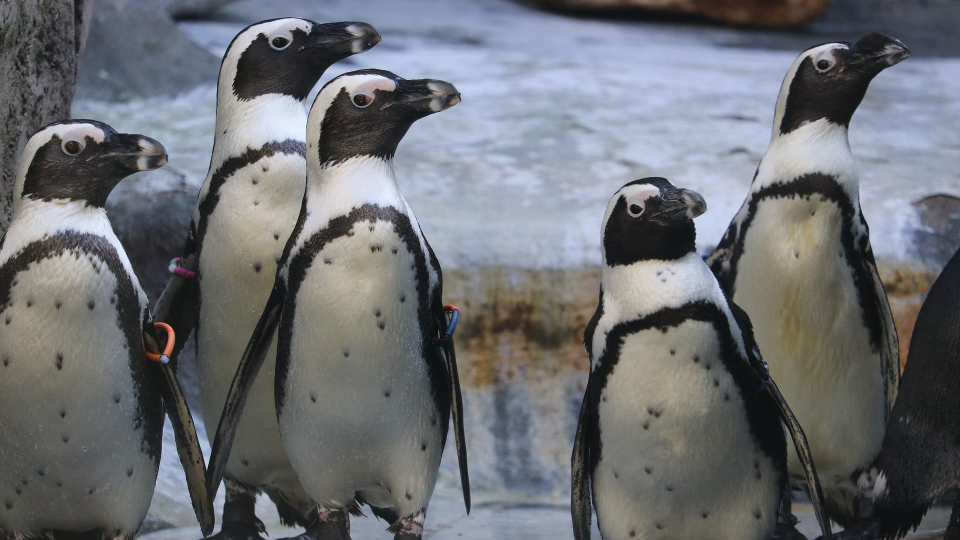 Brillenpinguine im Düsseldorfer Aquazoo.