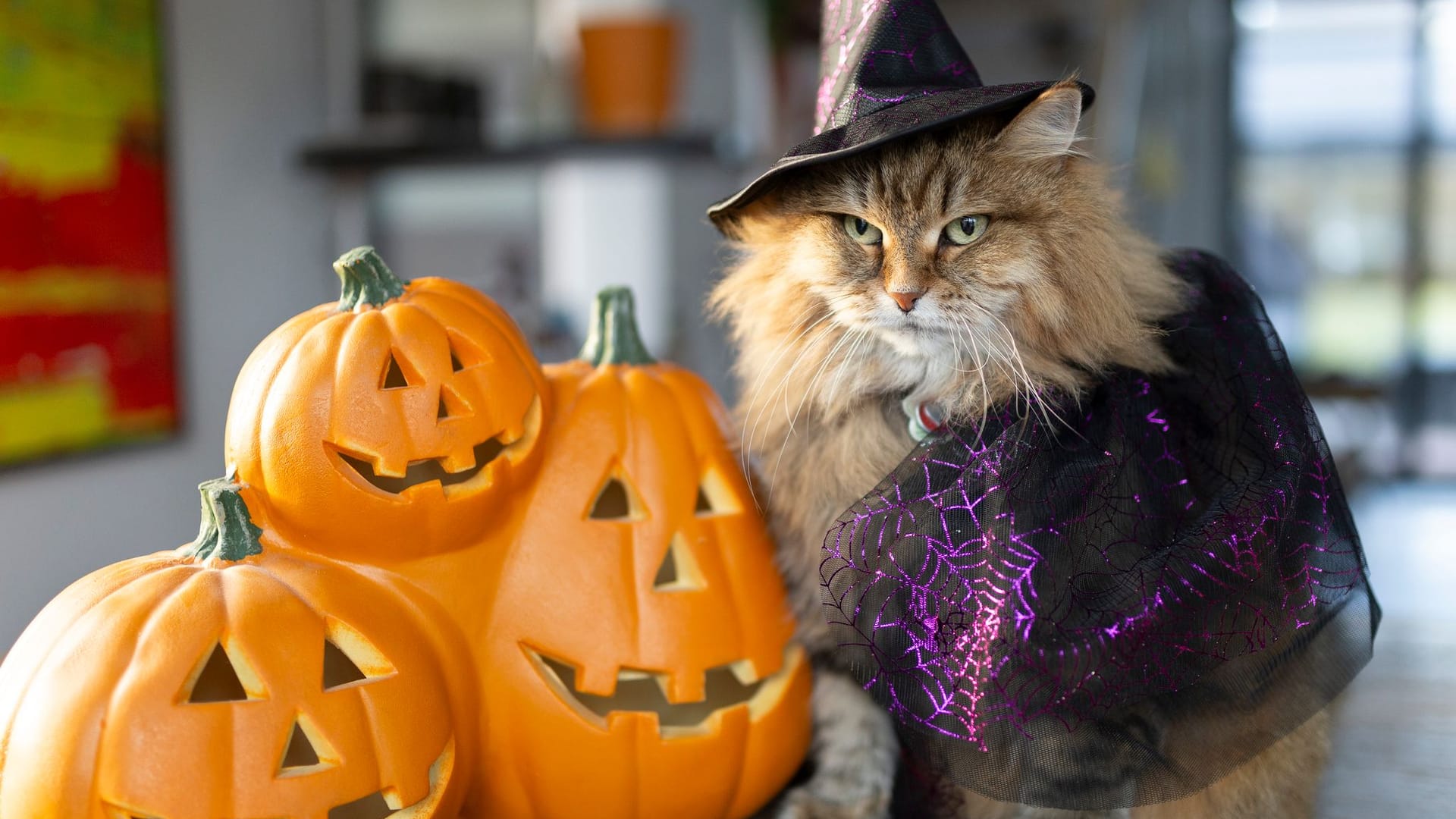 Nicht glücklich: Eine Katze im Halloweenkostüm.