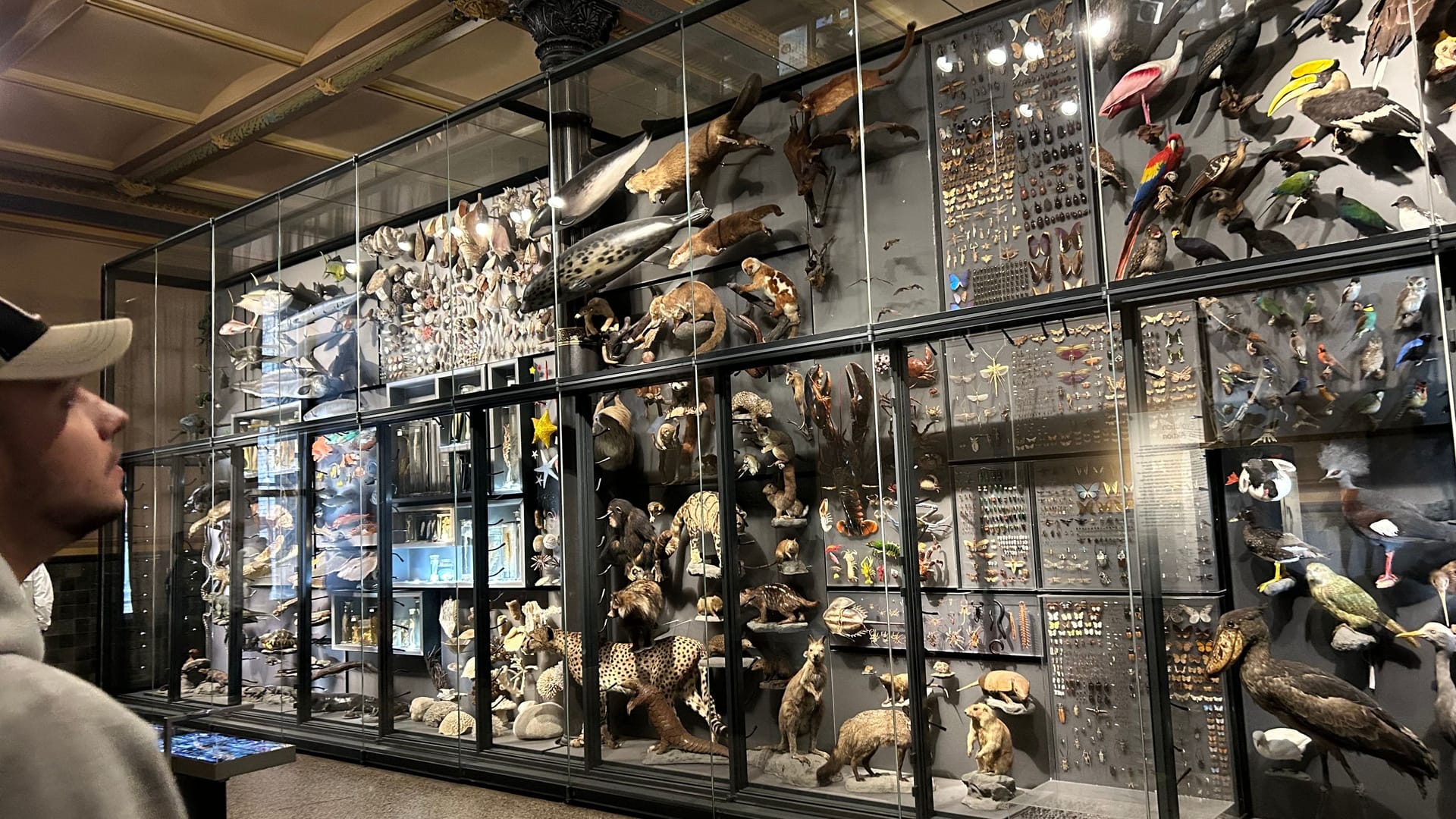 Zahlreiche ausgestorbene und lebende Tierarten werden im Naturkundemuseum ausgestellt: Hier soll die Evolution anschaulich gemacht werden. Zahlreiche ausgestorbene und lebende Tierarten werden im Naturkundemuseum ausgestellt: Hier soll die Evolution anschaulich gemacht werden.